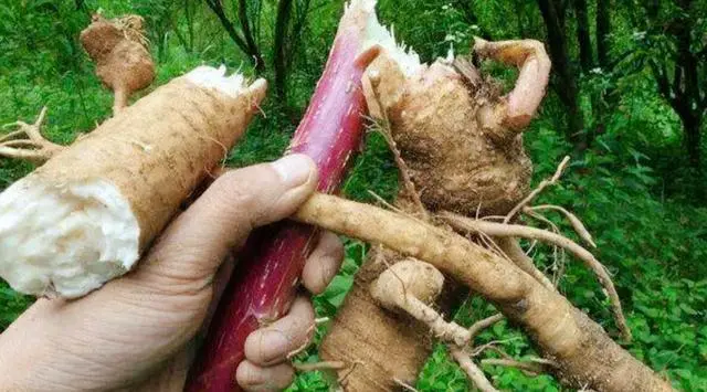 回顾：咬了一口昏睡17个小时，却有人种植它来致富？