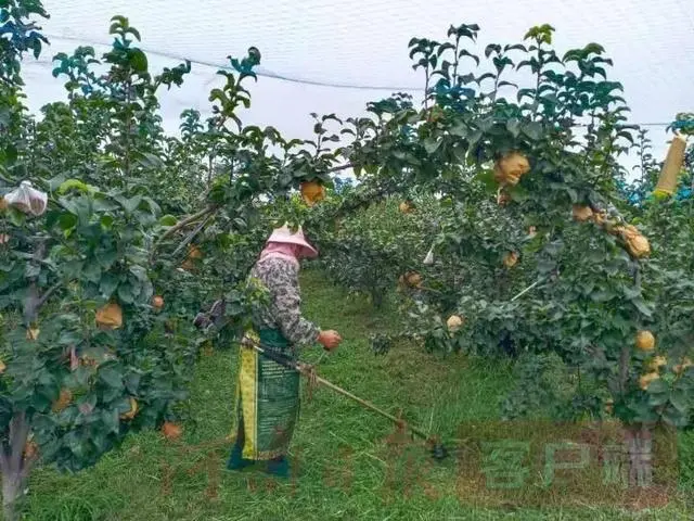 致富经 梨_致富经 梨_致富经 梨