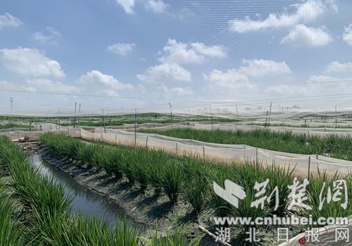 襄州区双沟镇：养蛙达人王晨晨 蹚出致富好“钱”景