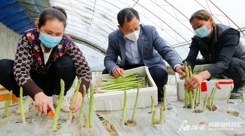 新春走基层丨洛浦县农业科技示范园区：日均1吨芦笋“打飞的”走南闯北