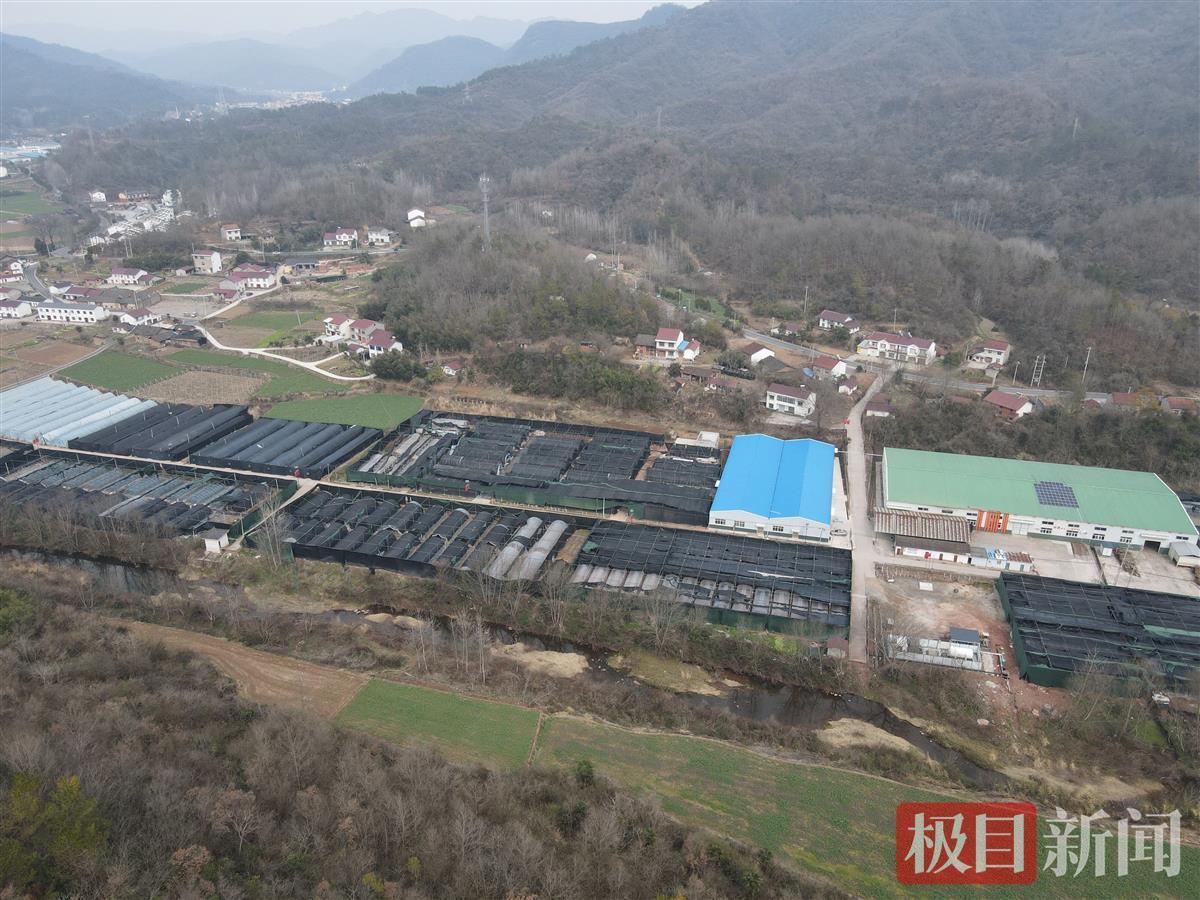 湖北农业种植致富项目_湖北种植致富视频_湖北种植什么赚钱