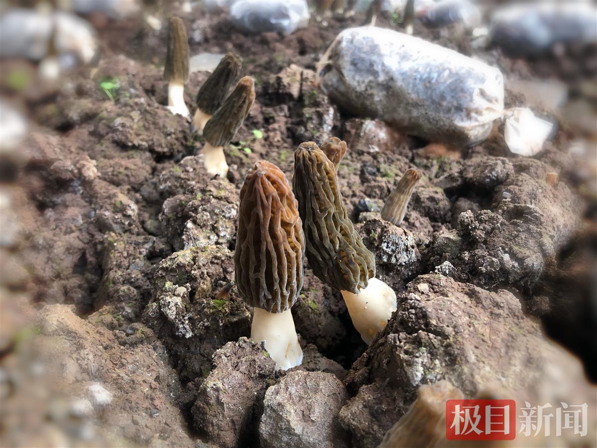 湖北种植致富视频_湖北农业种植致富项目_湖北种植什么赚钱