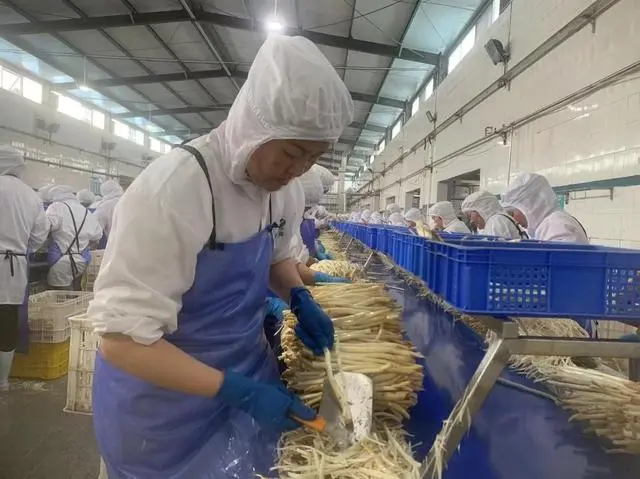 视频致富种植芦笋是真的吗_致富经芦笋种植视频_视频致富种植芦笋是真是假
