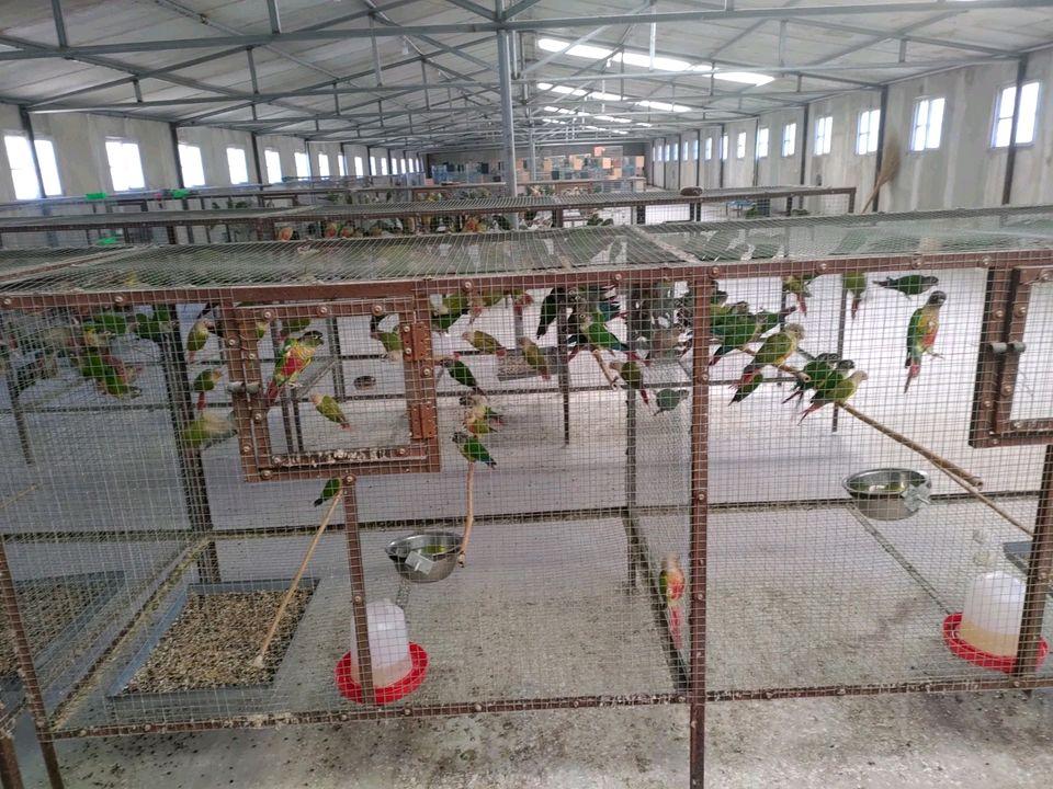 视频致富鹦鹉养殖大师_鹦鹉养殖致富视频_致富经鹦鹉养殖技术