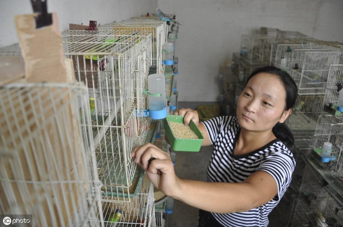 致富经鹦鹉养殖技术_视频致富鹦鹉养殖大师_鹦鹉养殖致富视频