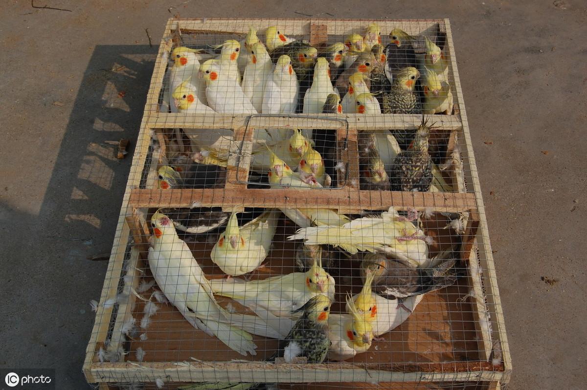 视频致富鹦鹉养殖大师_鹦鹉养殖致富视频_致富经鹦鹉养殖技术