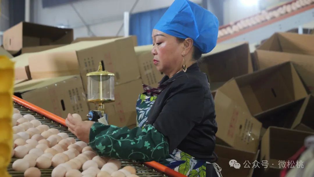养殖蛋鸡挣钱吗_养殖蛋鸡的利润是多少_致富经养殖蛋鸡致富