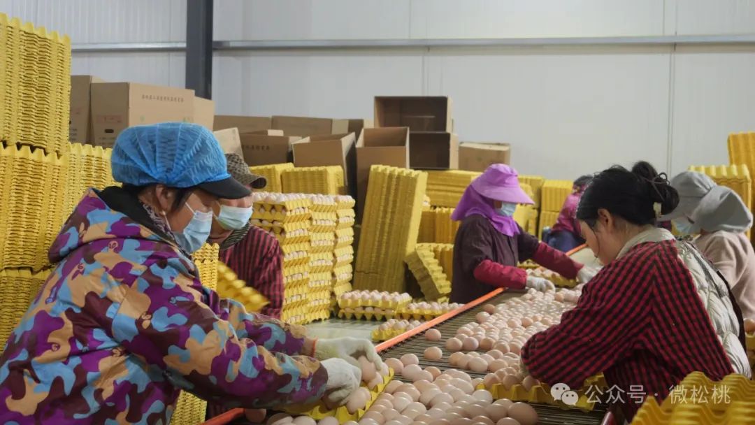致富经养殖蛋鸡致富_养殖蛋鸡的利润是多少_养殖蛋鸡挣钱吗