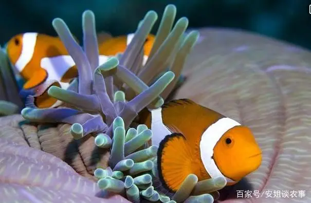 小丑鱼养殖经济效益_小丑鱼养殖技术下载_小丑鱼养殖教程