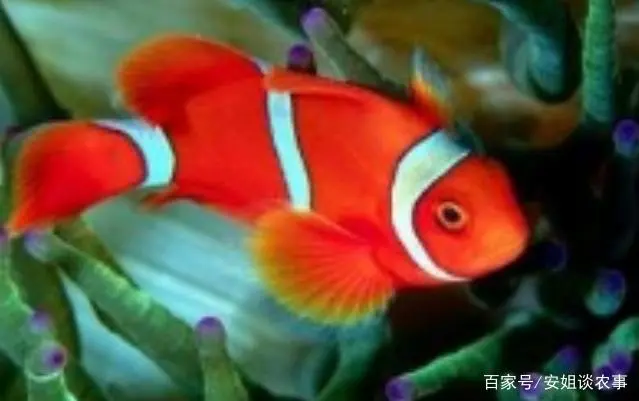 小丑鱼养殖教程_小丑鱼养殖经济效益_小丑鱼养殖技术下载