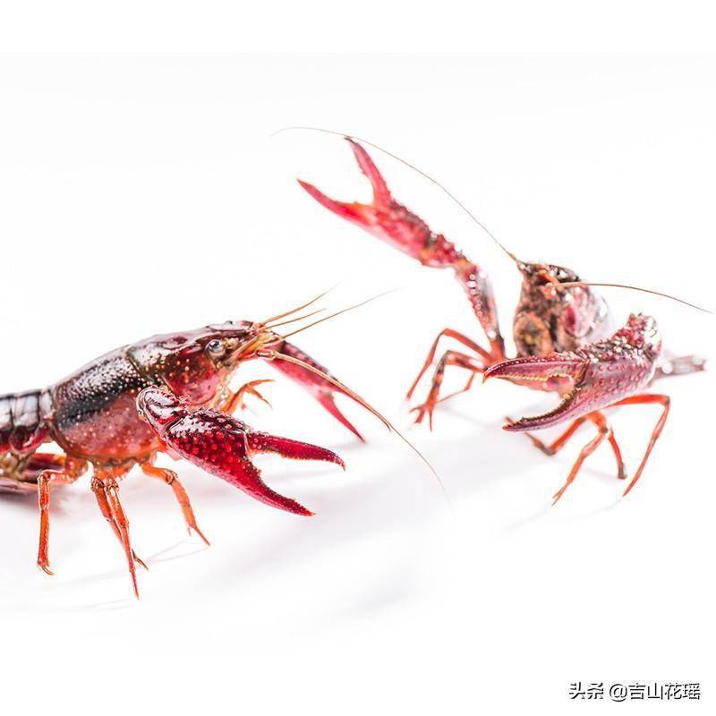 龙虾养殖新技术模式_龙虾养殖水产技术新闻_水产龙虾养殖新技术