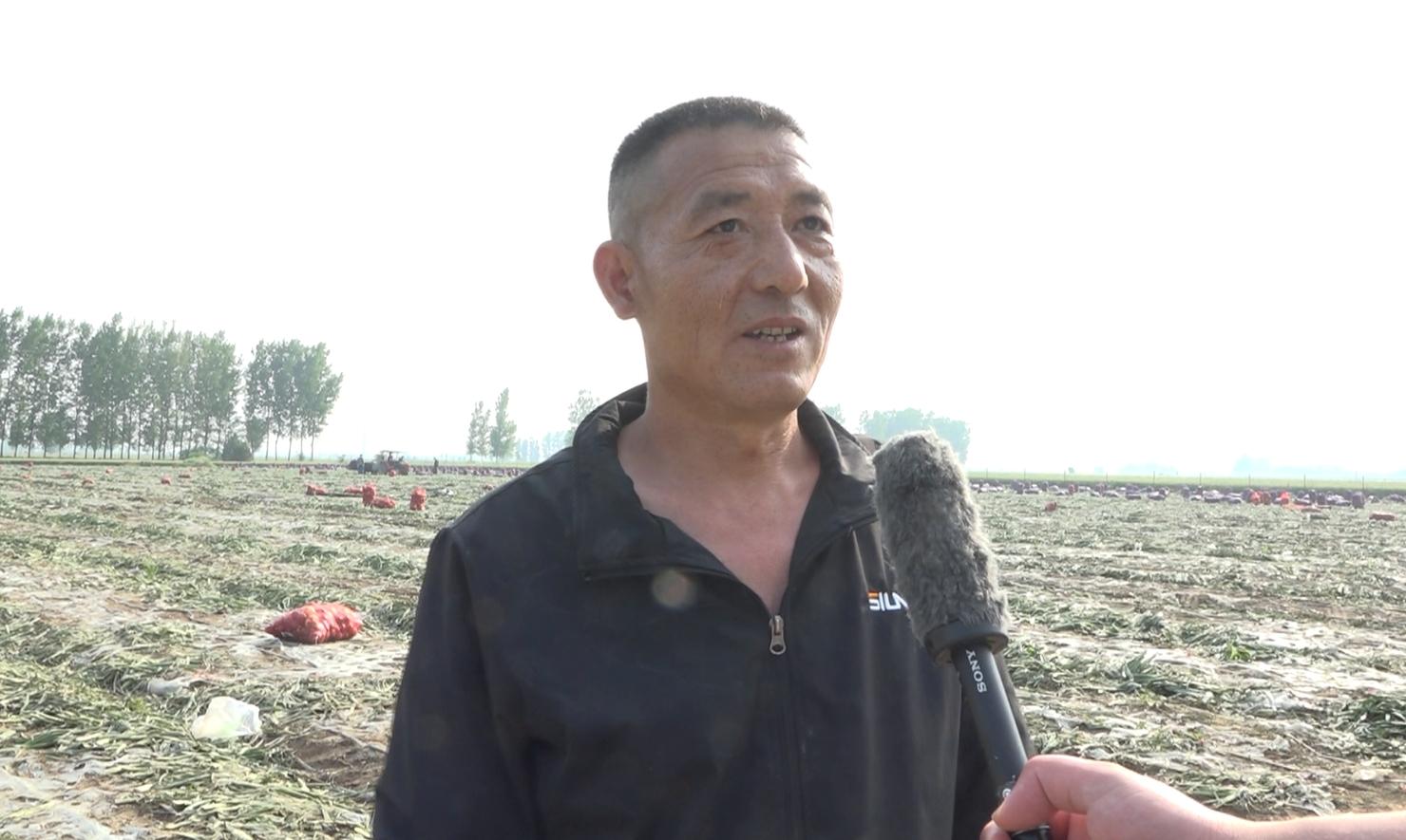 洋葱亩投资_农村致富经网洋葱_农广天地洋葱种植视频
