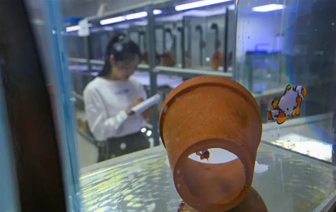 小丑鱼养殖挣钱不_小丑鱼养殖技术下载_养小丑鱼最简单的设备