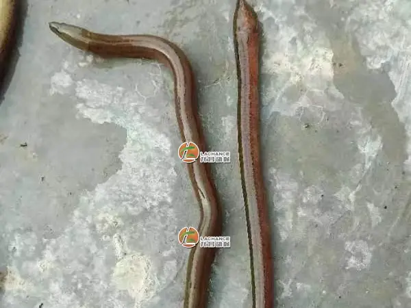 致富养殖黄鳝鱼视频_养殖黄鳝鱼致富_致富养殖黄鳝鱼怎么样