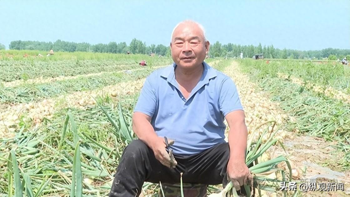 新野县上港乡：洋葱抢鲜上市 农民笑逐颜开