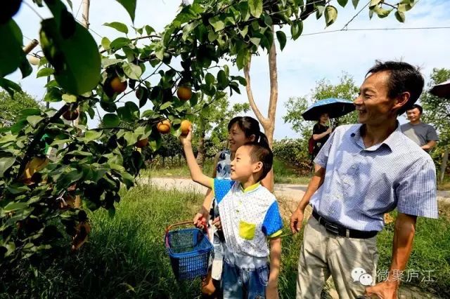 致富水果种植农民视频_水果种植农民致富_致富经种植三种水果亩收入过亿