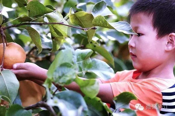 致富经种植三种水果亩收入过亿_水果种植农民致富_致富水果种植农民视频
