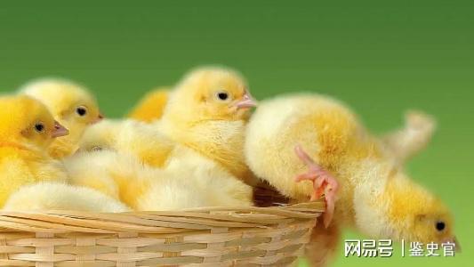 视频毒蛇养殖技术大全_毒蛇养殖技术视频_视频毒蛇养殖技术教程