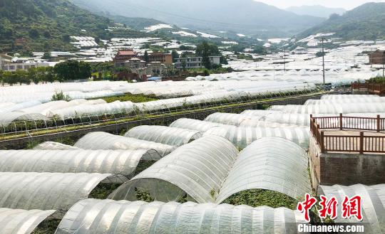 南通致富种植葡萄基地_南通葡萄种植致富_南通致富种植葡萄基地地址