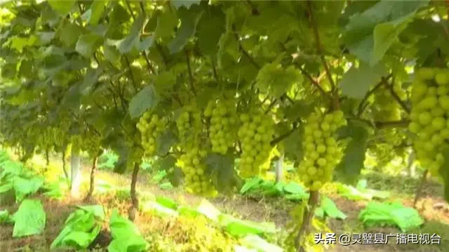 南通葡萄种植致富_南通致富种植葡萄基地地址_江苏南通种什么葡萄