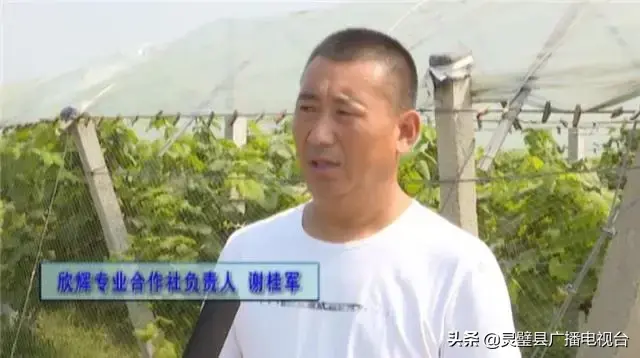 南通葡萄种植致富_南通致富种植葡萄基地地址_江苏南通种什么葡萄