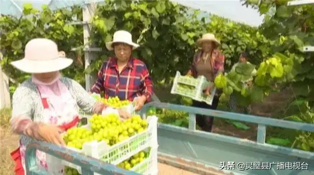 南通葡萄种植致富_南通致富种植葡萄基地地址_江苏南通种什么葡萄