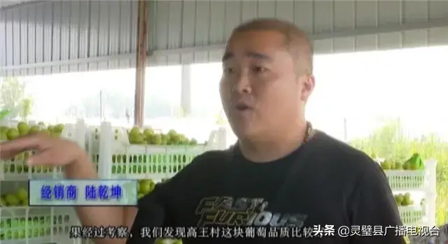 江苏南通种什么葡萄_南通致富种植葡萄基地地址_南通葡萄种植致富