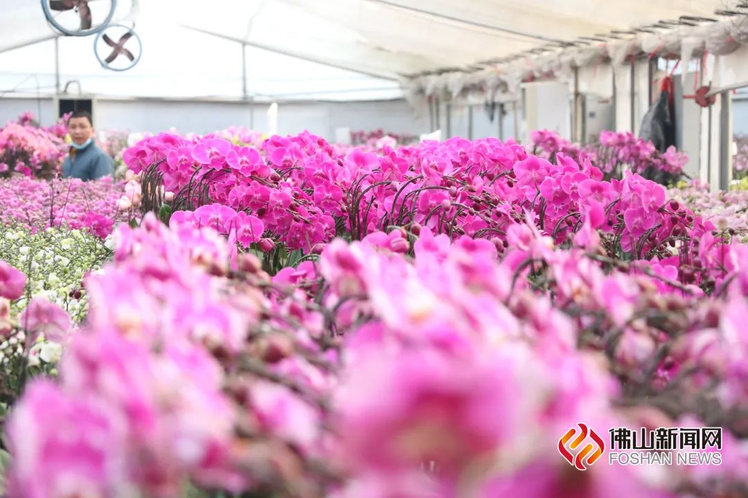 种年桔多少时间施一次肥_年桔的种植_年桔种植技术