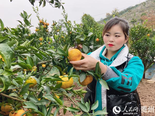 椪柑种植条件_枖柑种植栽培技术_椪柑种植致富