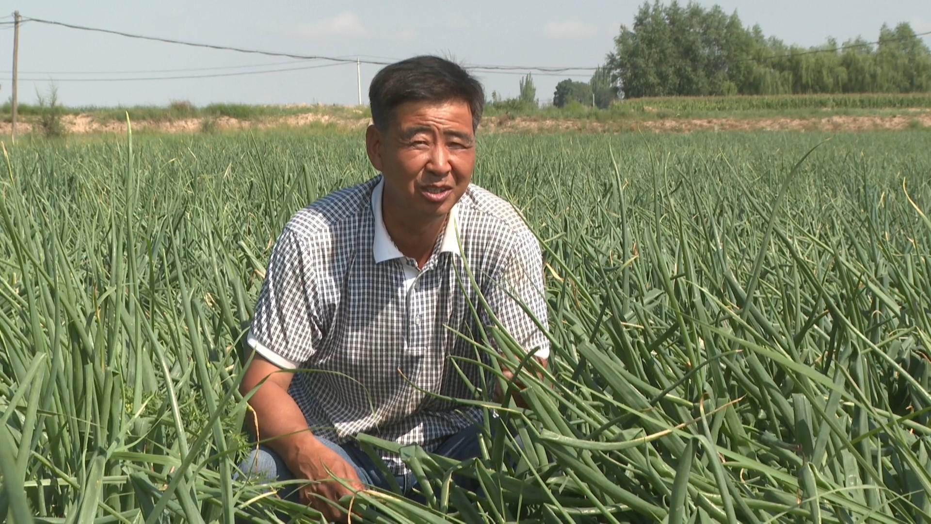 洋葱亩投资_农村致富经网洋葱_农广天地洋葱种植视频