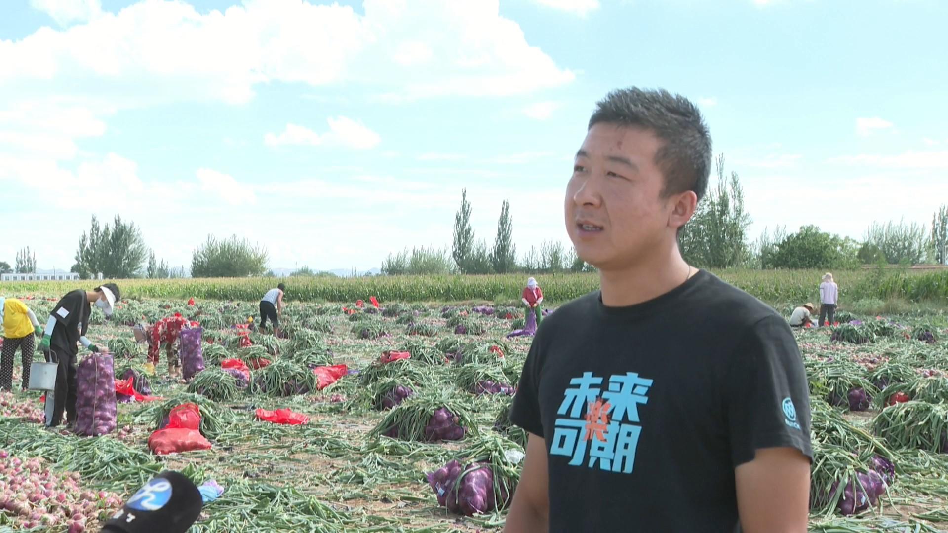 农村致富经网洋葱_农广天地洋葱种植视频_洋葱亩投资
