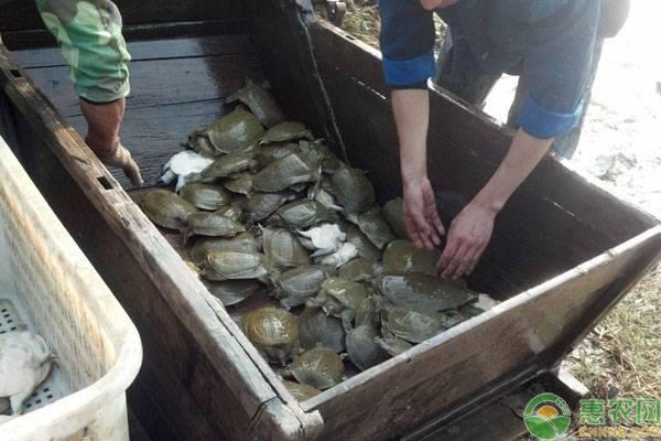 视频致富养殖甲鱼技术教程_致富经甲鱼养殖技术视频_养殖甲鱼技术条件