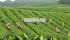 恒春茶叶，品味恒春：探索优质茶叶的世界
