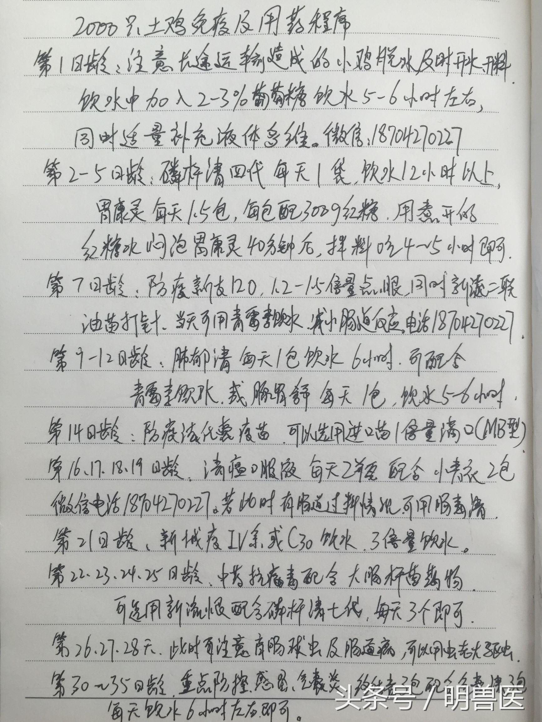 土鸡养殖防疫技术_土鸡养殖技术及防疫管理_养殖防疫土鸡技术要求