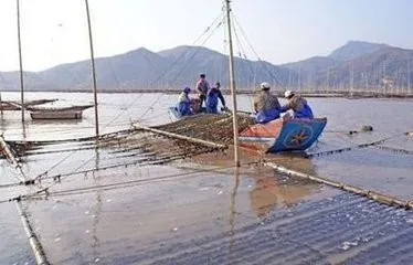 海参怎么养殖