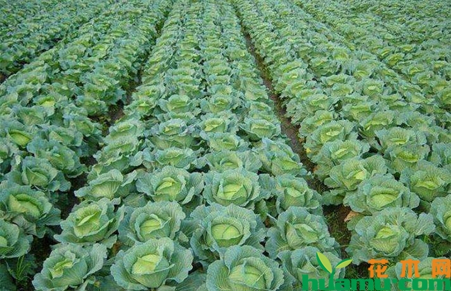 甘蓝种植管理方法