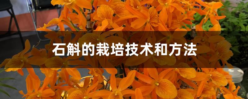 石斛的栽培技术和方法