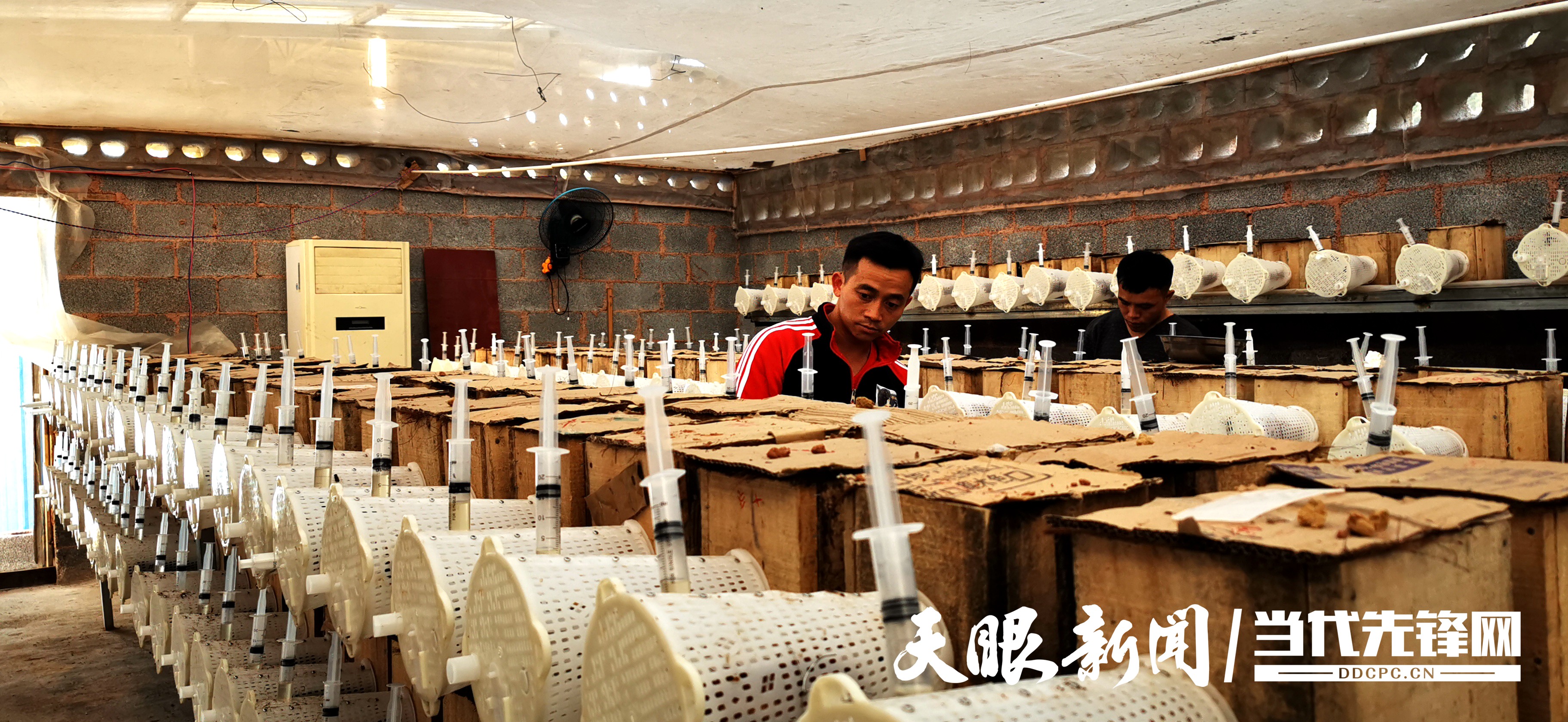 致富经胡蜂_致富经养蜂视频播放_致富经养胡峰视频