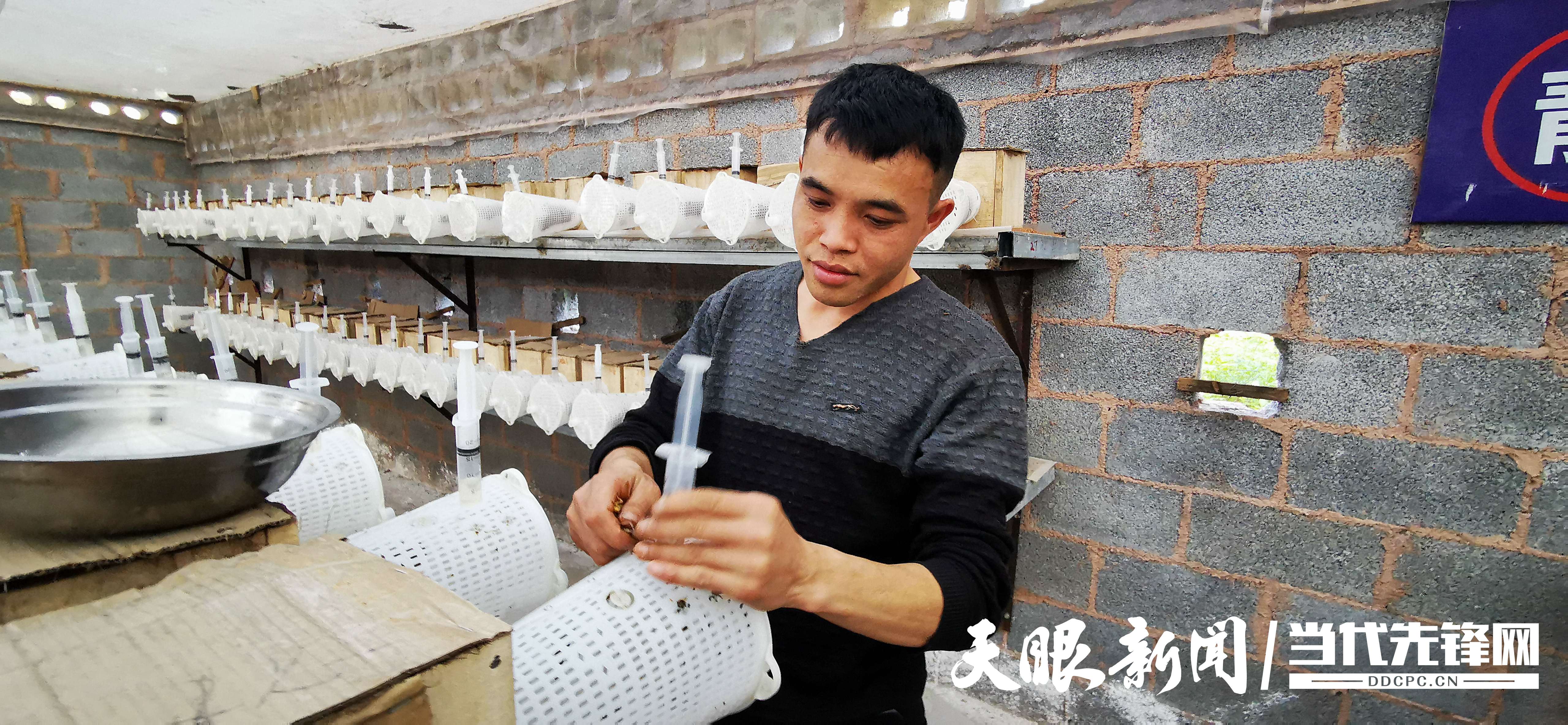 致富经胡蜂_致富经养胡峰视频_致富经养蜂视频播放