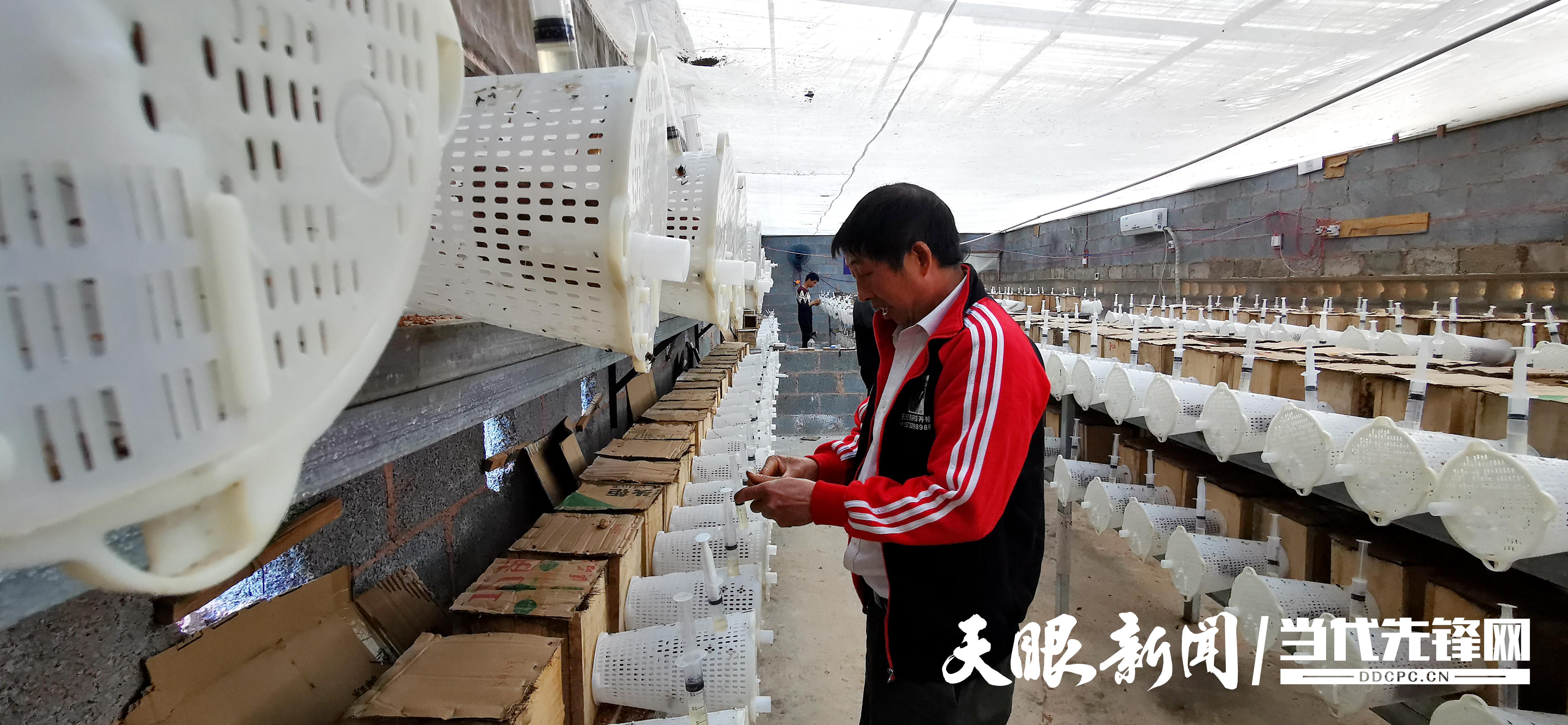 致富经养蜂视频播放_致富经胡蜂_致富经养胡峰视频