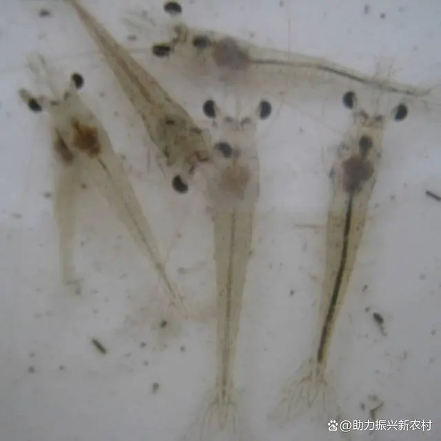 斑节虾的养殖技术_斑节虾养殖基地_斑节对虾养殖