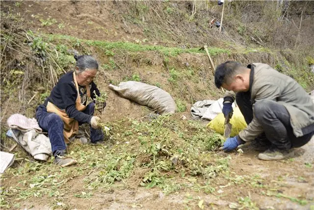 泡参种植前景_泡参栽培技术_泡参种植致富