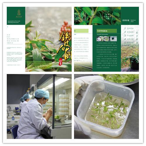 石斛种植技术教材_种植教材石斛技术有哪些_种植教材石斛技术视频