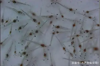 斑节虾的养殖技术_斑节虾养殖视频_斑节虾养殖基地