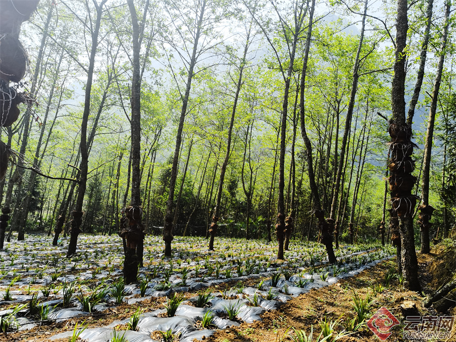 野生中药种植致富_野生中药和种植药药效差多少_中药材种植致富