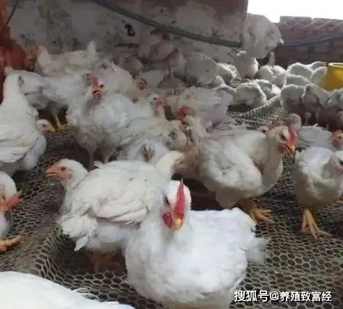 夏季肉鸡拉稀、过料问题严重，做好预防很关键！教你“一招制胜”！