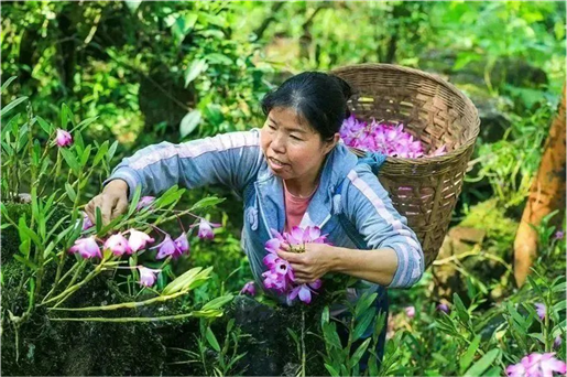 野生中药种植致富_野生中药和种植药药效差多少_致富药材种植