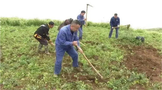 野生中药种植致富_致富药材种植_野生中药和种植药药效差多少