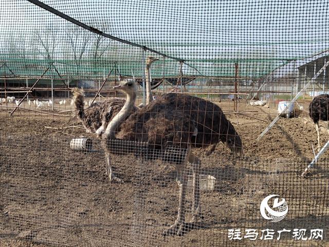淮南土鸡苗批发_淮南养鸡场_致富经淮南市养殖山鸡