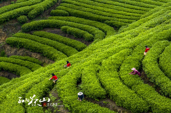 贫困村致富_山区农村致富_贫困山乡种植致富